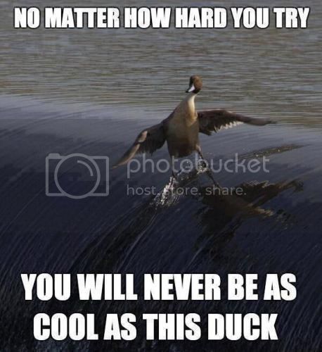 cool20duck.jpg