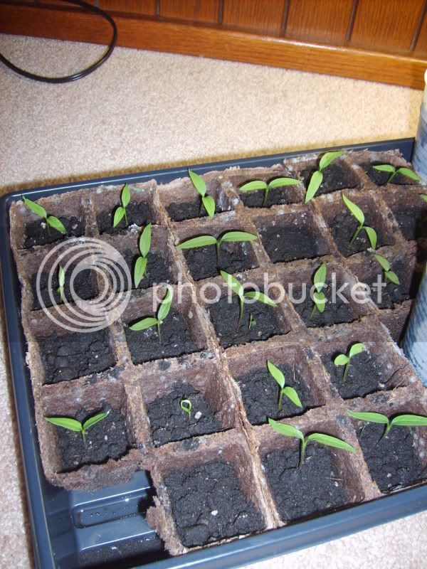 PepperSeedlings.jpg