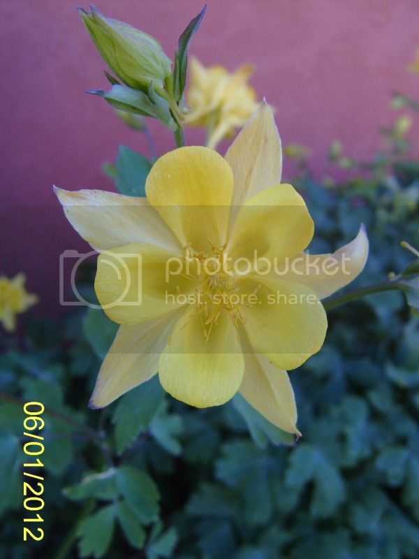 Aquilegiachrysantha6-1-12.jpg