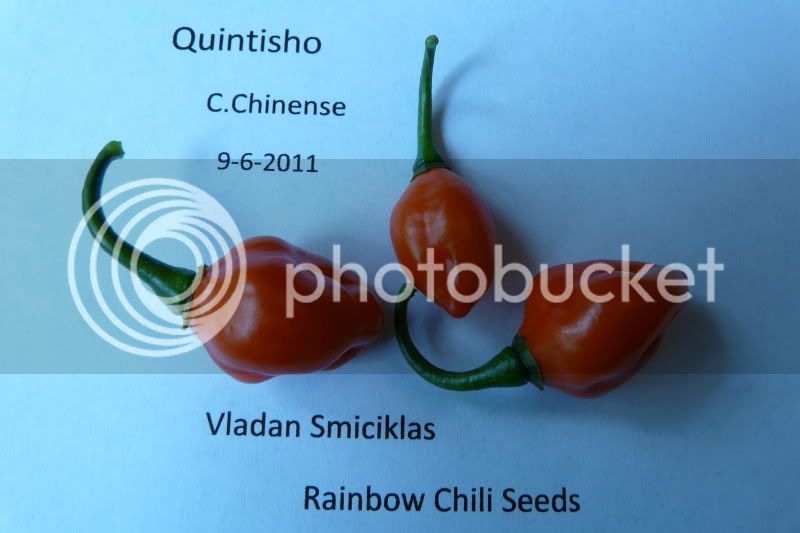 Quintisho-VladanSmiciklas-rainbowchiliseedsP1040769.jpg