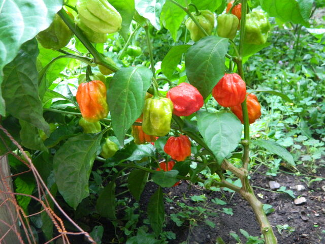 640px-7-pot_fruit_yield.JPG