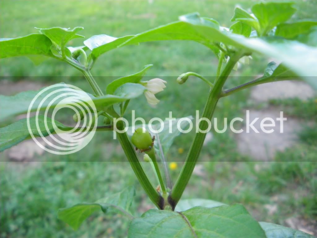 IMGP3217.jpg
