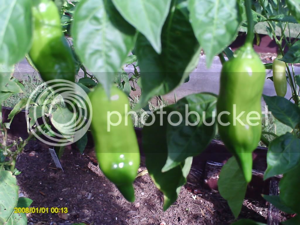 peppers081608004.jpg