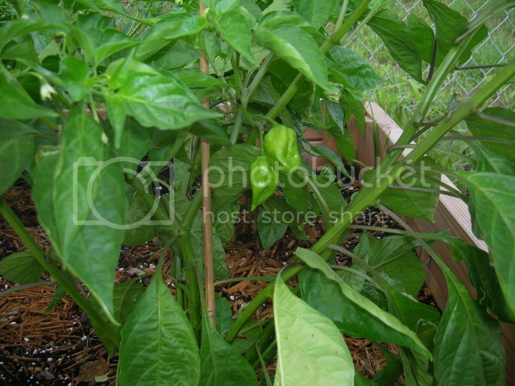 naga_pods010.jpg