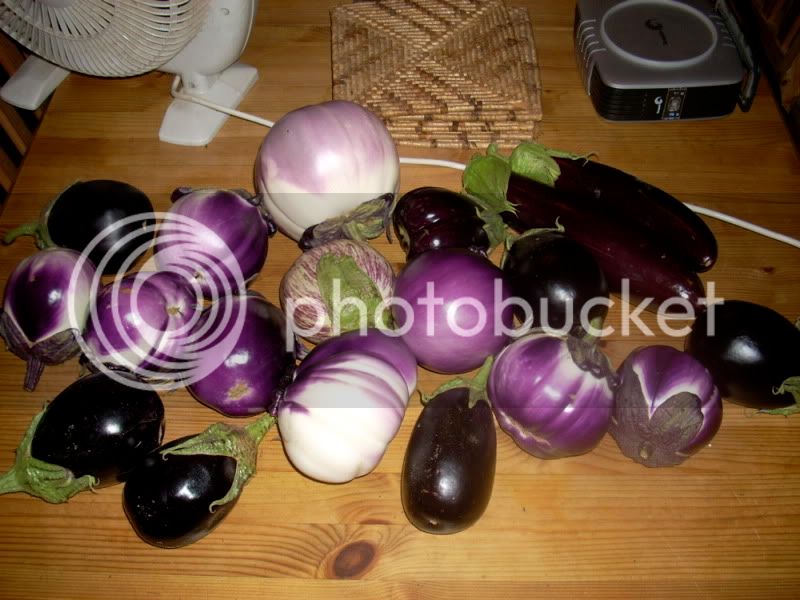 Aubergines-1.jpg