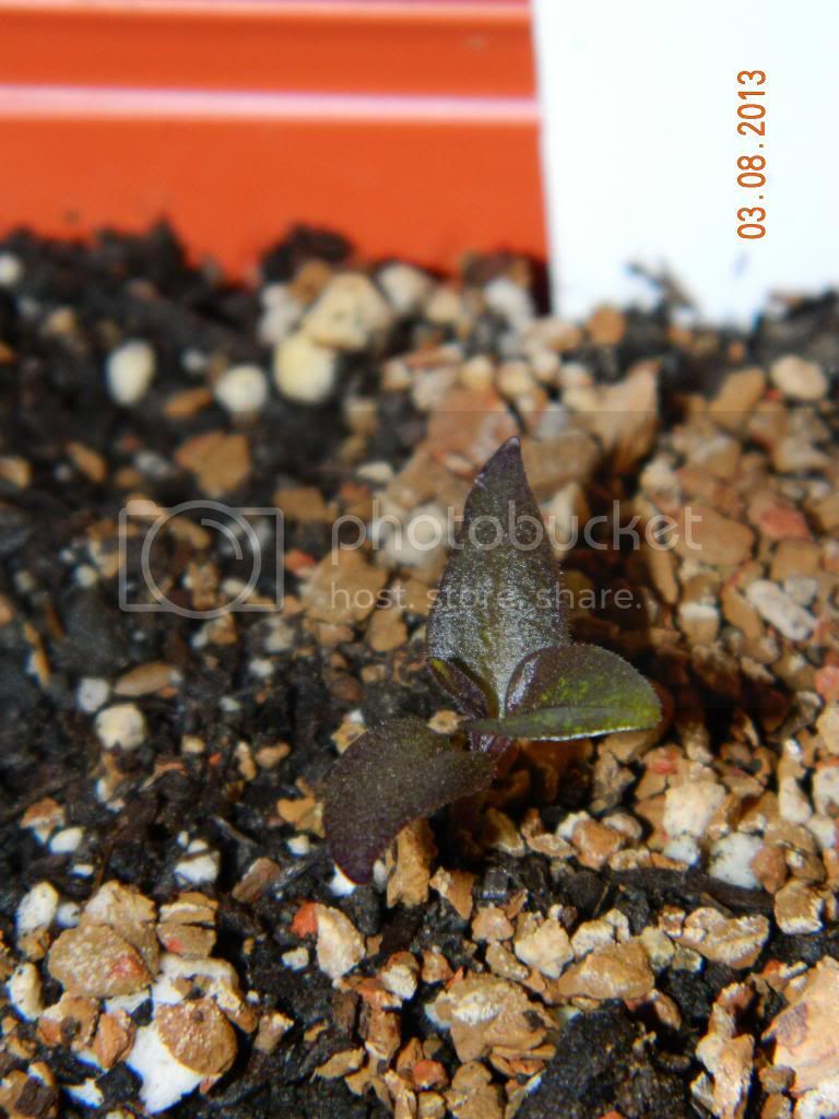 PurpleBhutsprout3-8-13_zps857ef7ed.jpg