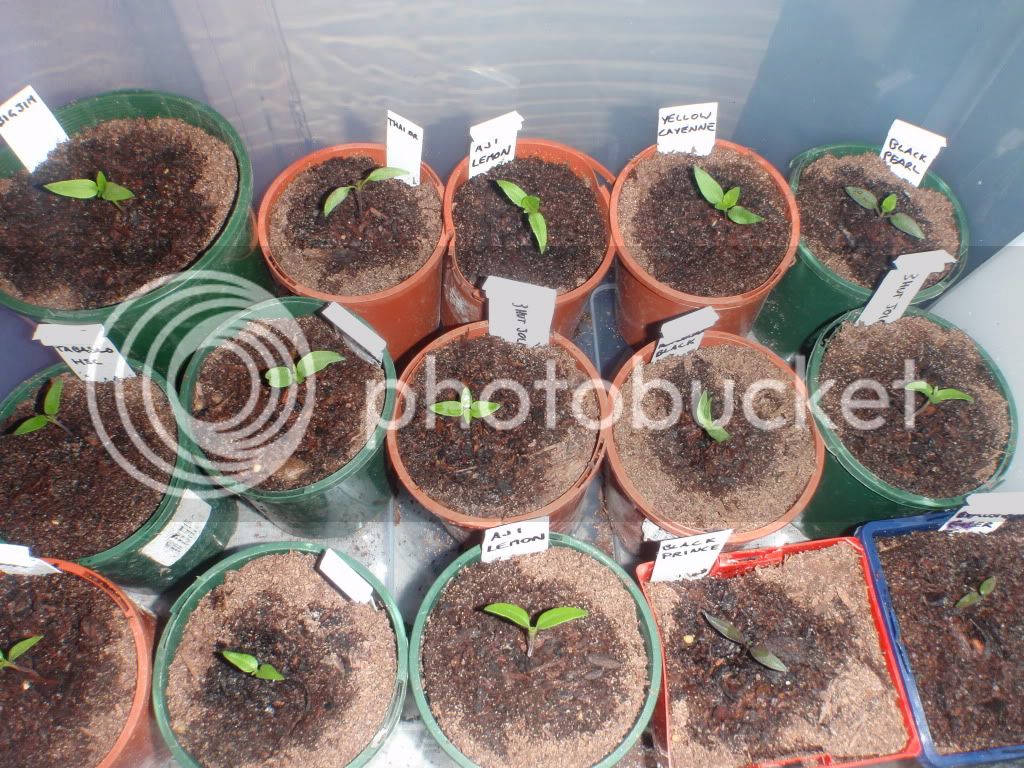 29102010growprogress.jpg