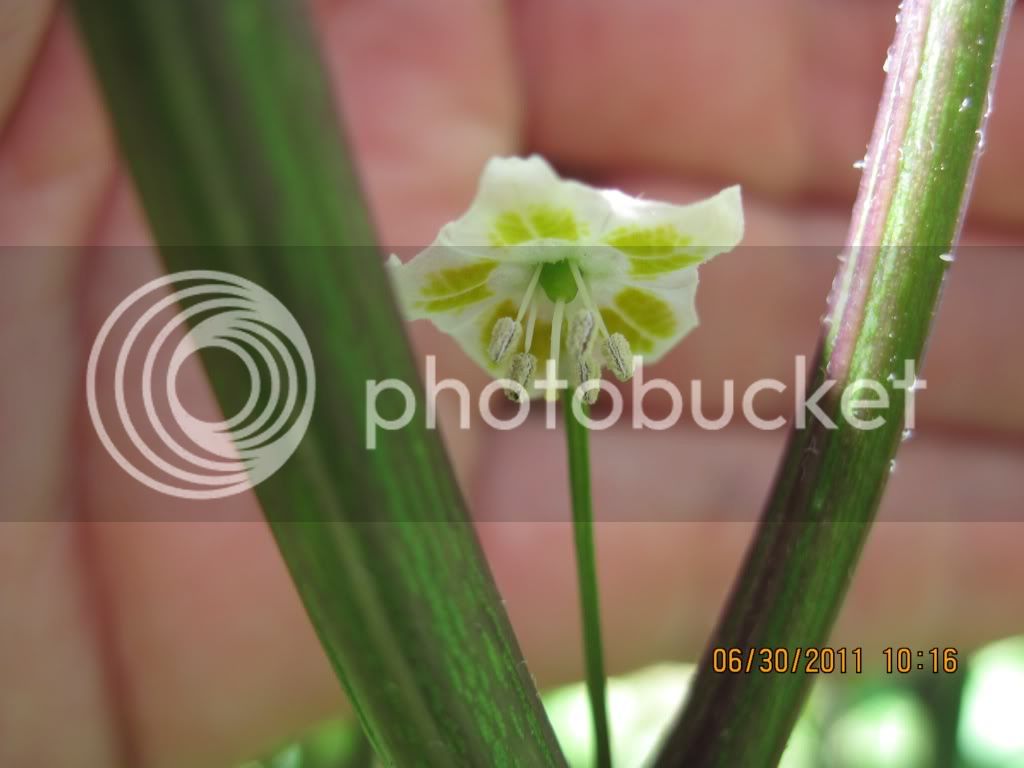 Parvifoliumflower.jpg