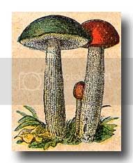 mushrooms-3.jpg