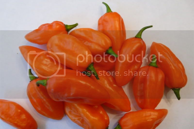 Merimbondo-VladanSmiciklas-rainbowchiliseedsP1050247.jpg