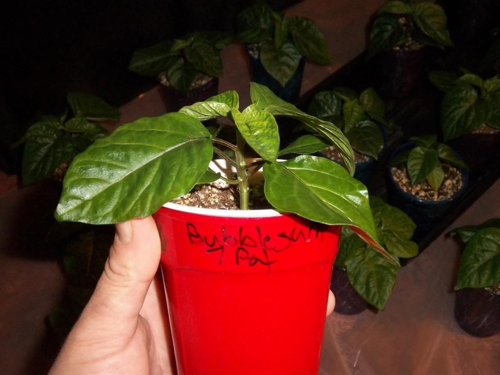 Pepperplants1-14-13013_zps19f876cd.jpg