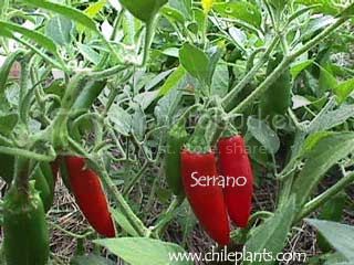 serrano-pepper-plants_zpsa360f837.jpg