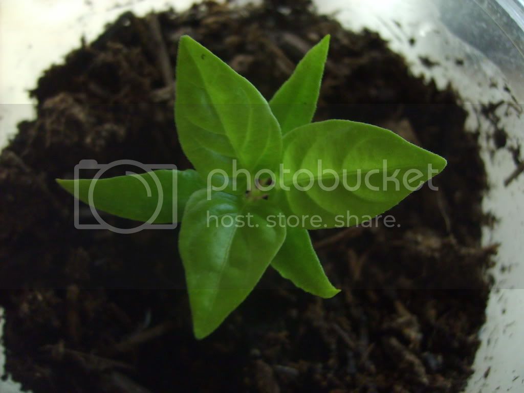 SD530760.jpg