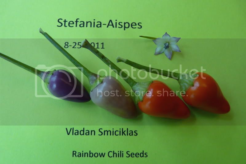 Stefania-Aispes-VladanSmiciklas-rainbowchiliseedsP1040444.jpg