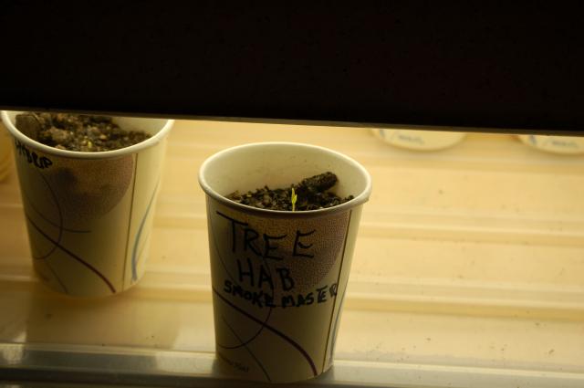 6073_mjdtexan_2010_pepper-tomato_grow_log_006.jpg