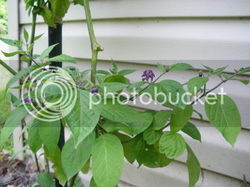IMGP3380.jpg