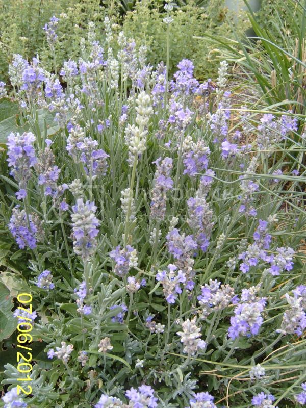 Lavenderinbloom7-6-12.jpg