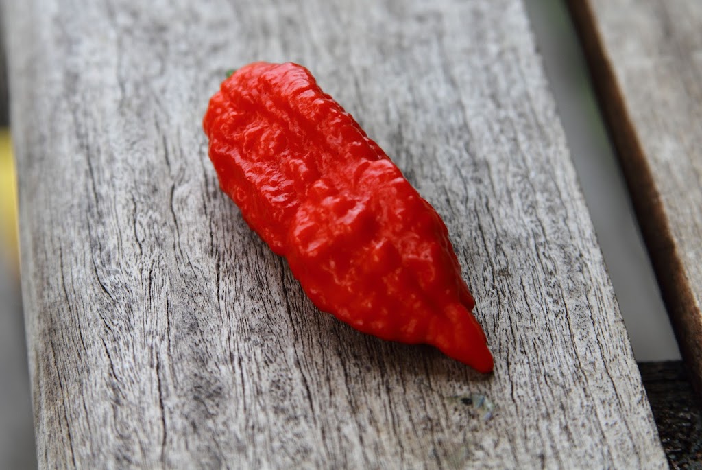 Bumpity%2520Bhut%2520goodness%25202.JPG