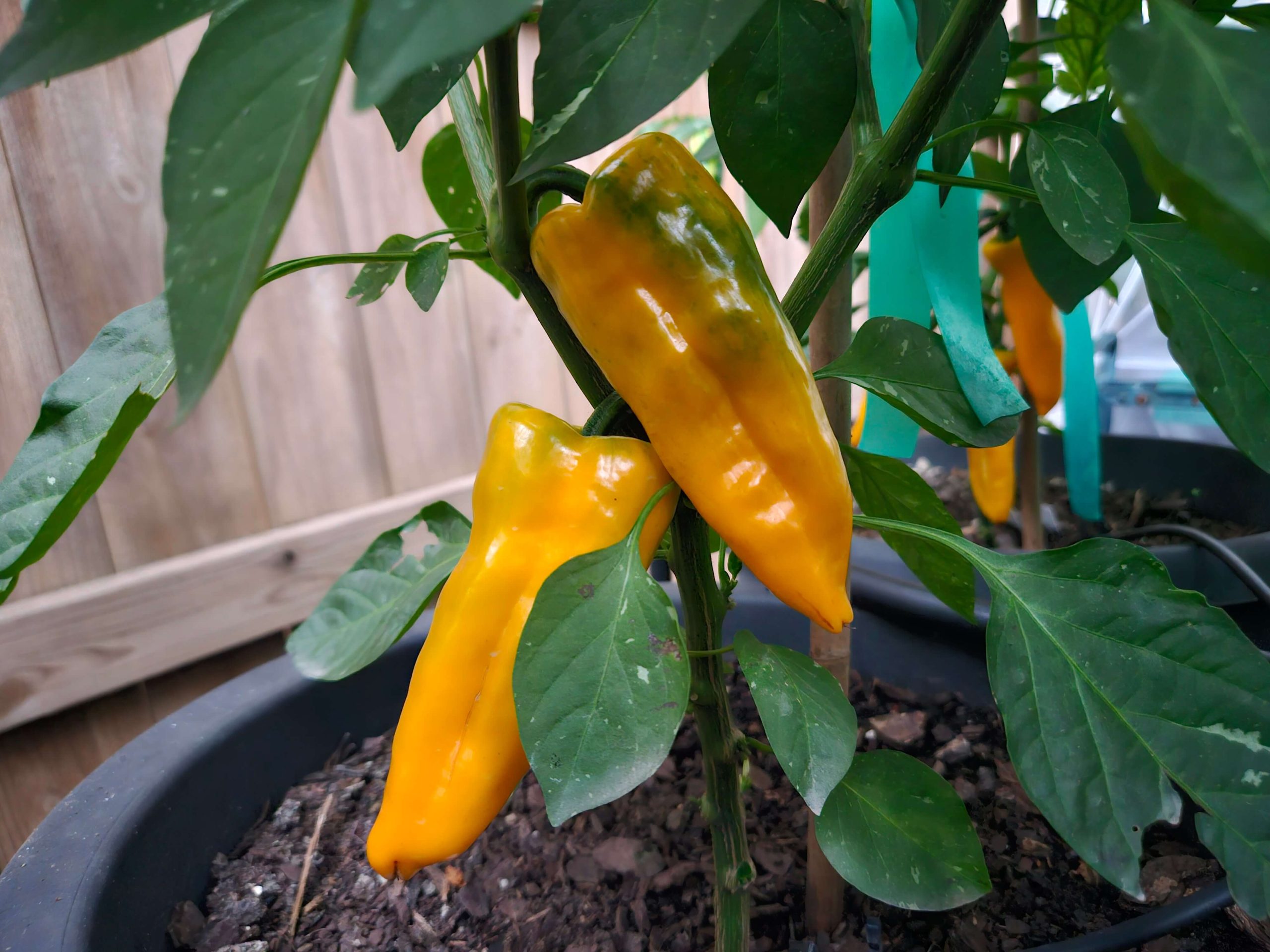 www.superhotchiles.com