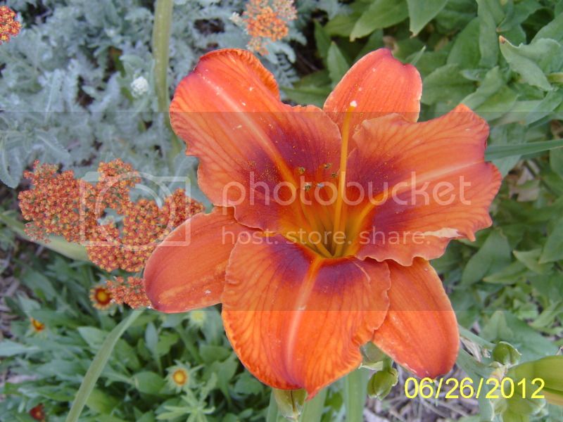 MendedHeartdaylily6-26-12.jpg