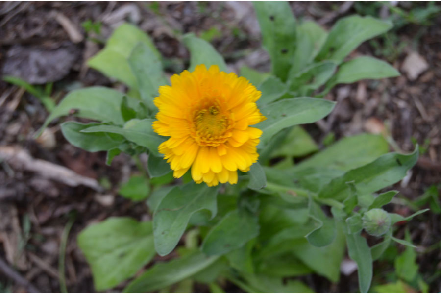 calendula.jpg