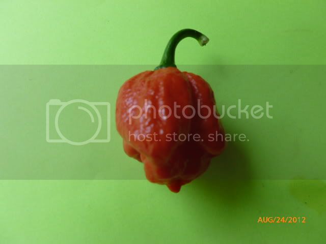 7Pod-VladanSmiciklas-RainbowChiliSeedsP1010065.jpg