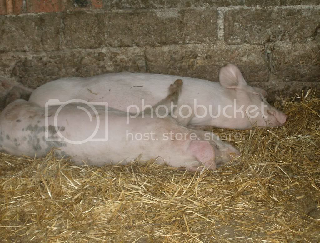 PigsSleeping.jpg