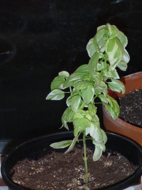 basil20110105.JPG