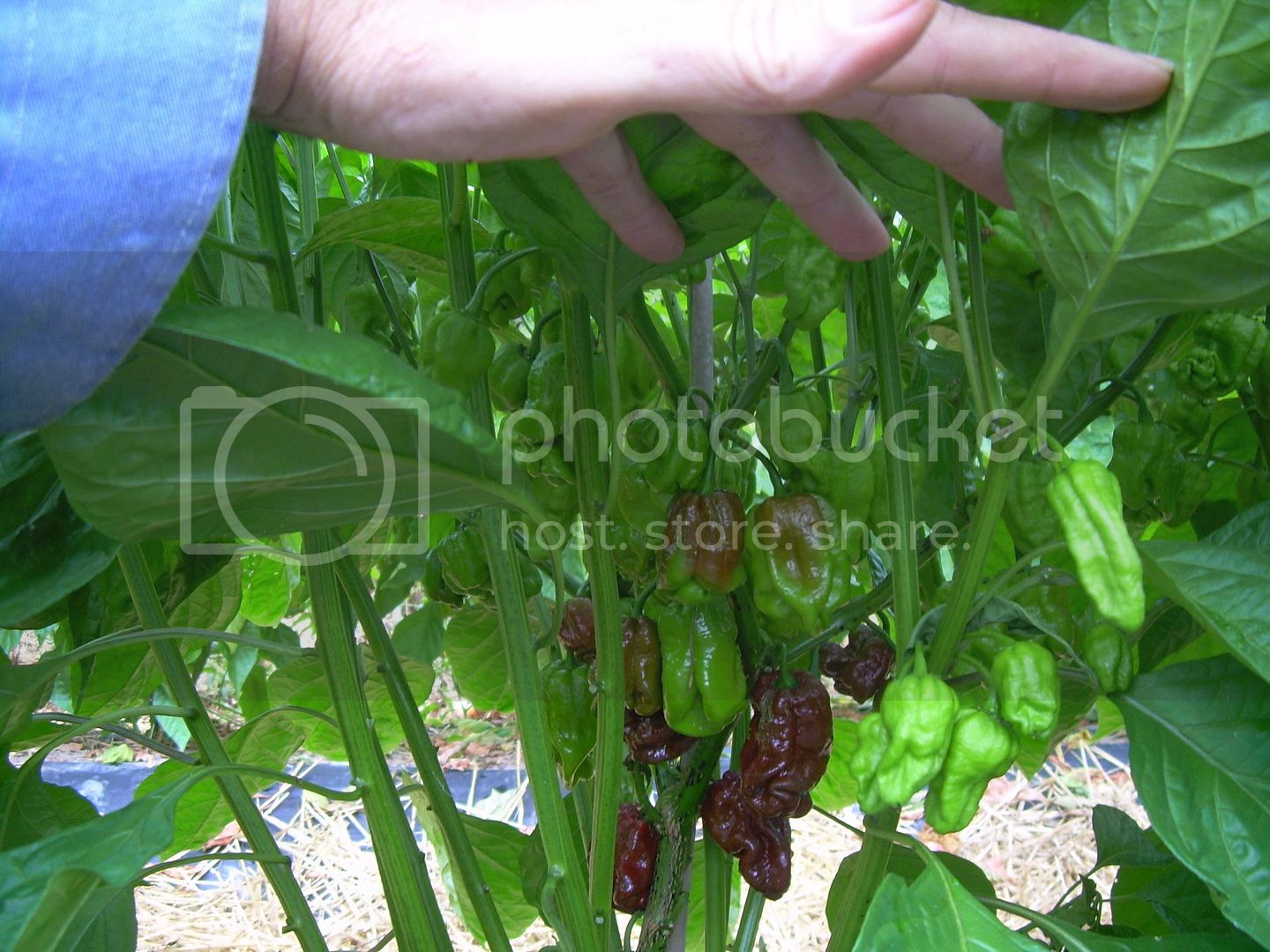 ChocolateScotchBonnet7-7-12.jpg