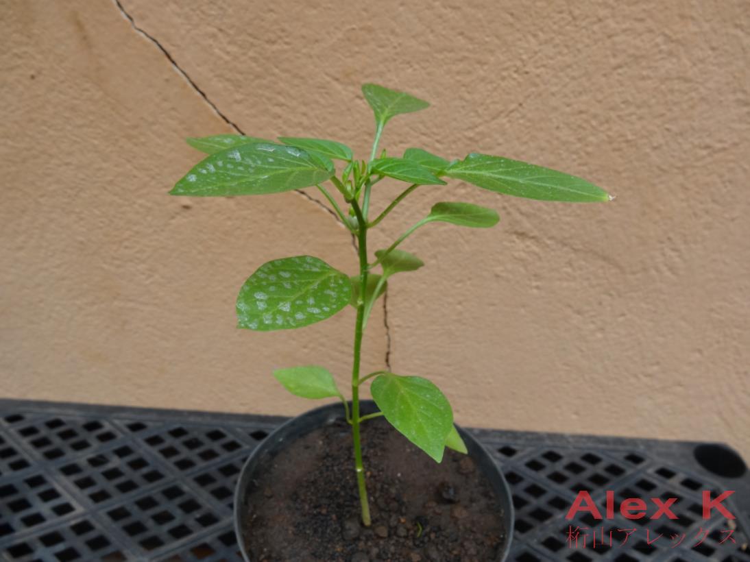 R8QIb7.jpg