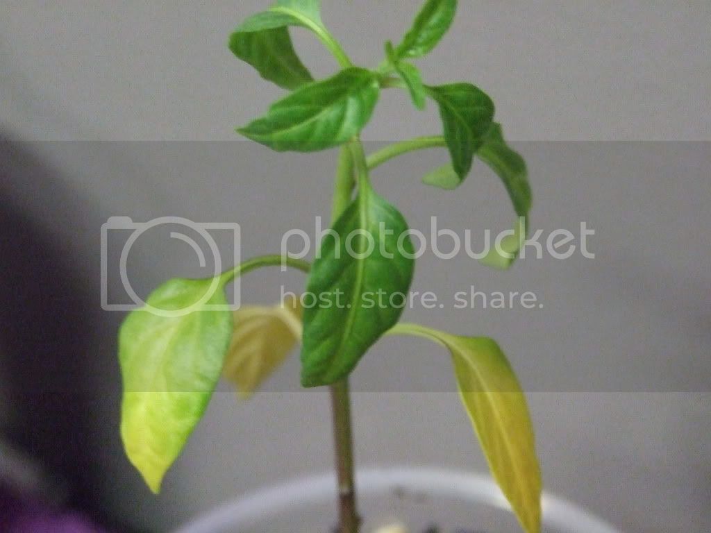 sickseedlings009.jpg