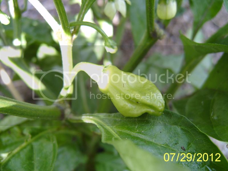 TobagoSeasoningpod7-29-12.jpg