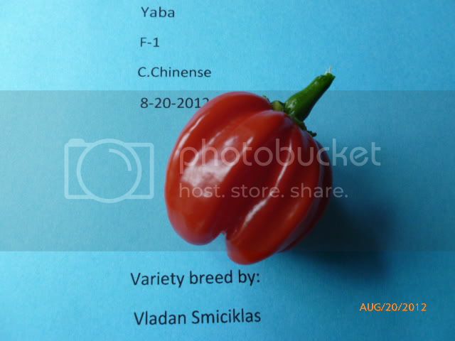 YabaF-1-VladanSmiciklas-RainbowChiliSeedsP1010013.jpg