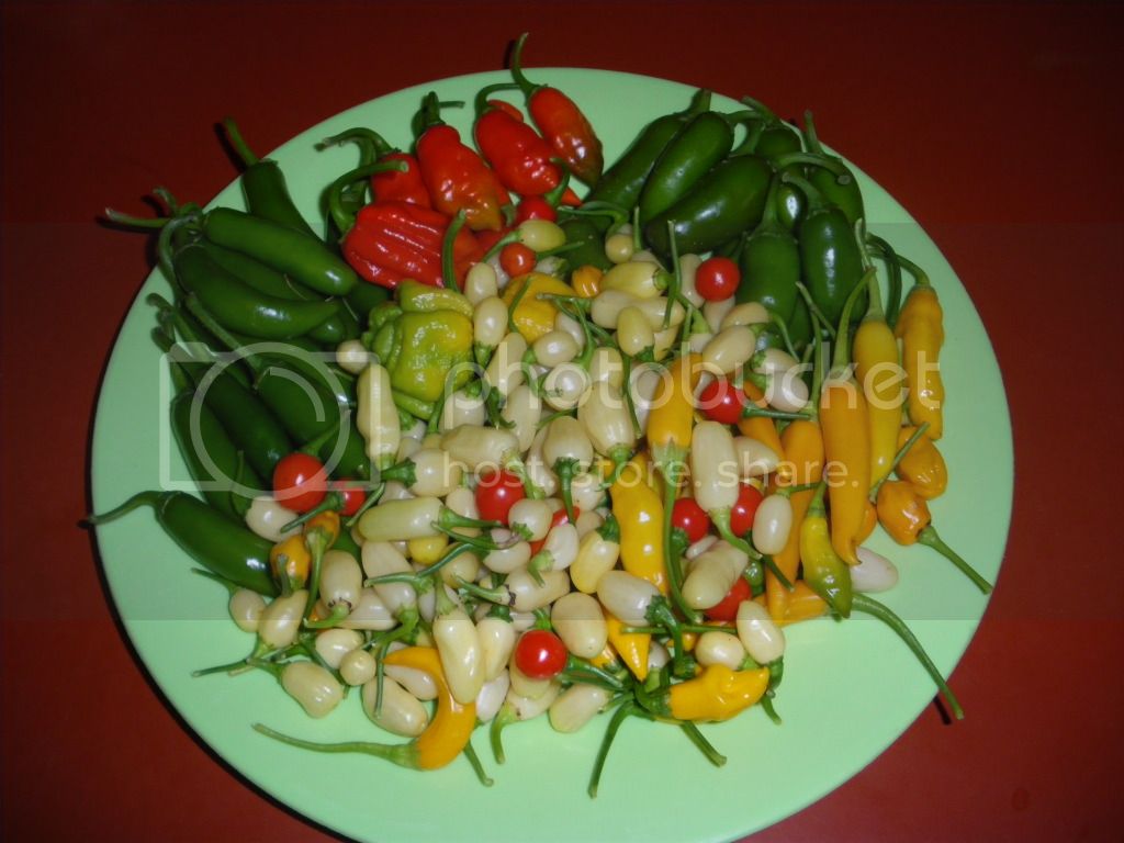 IMGP4768.jpg