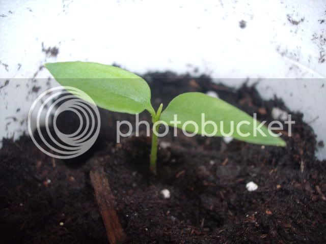 bhutjolokias5daysold10hrsaftertransplant2.jpg