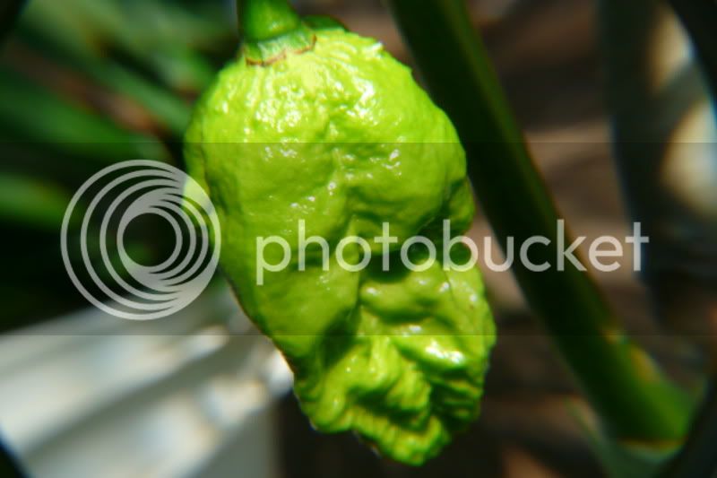 BhutJolokiaxCGalapagoense-VladanSmiciklas-rainbowchiliseedsP1040188.jpg