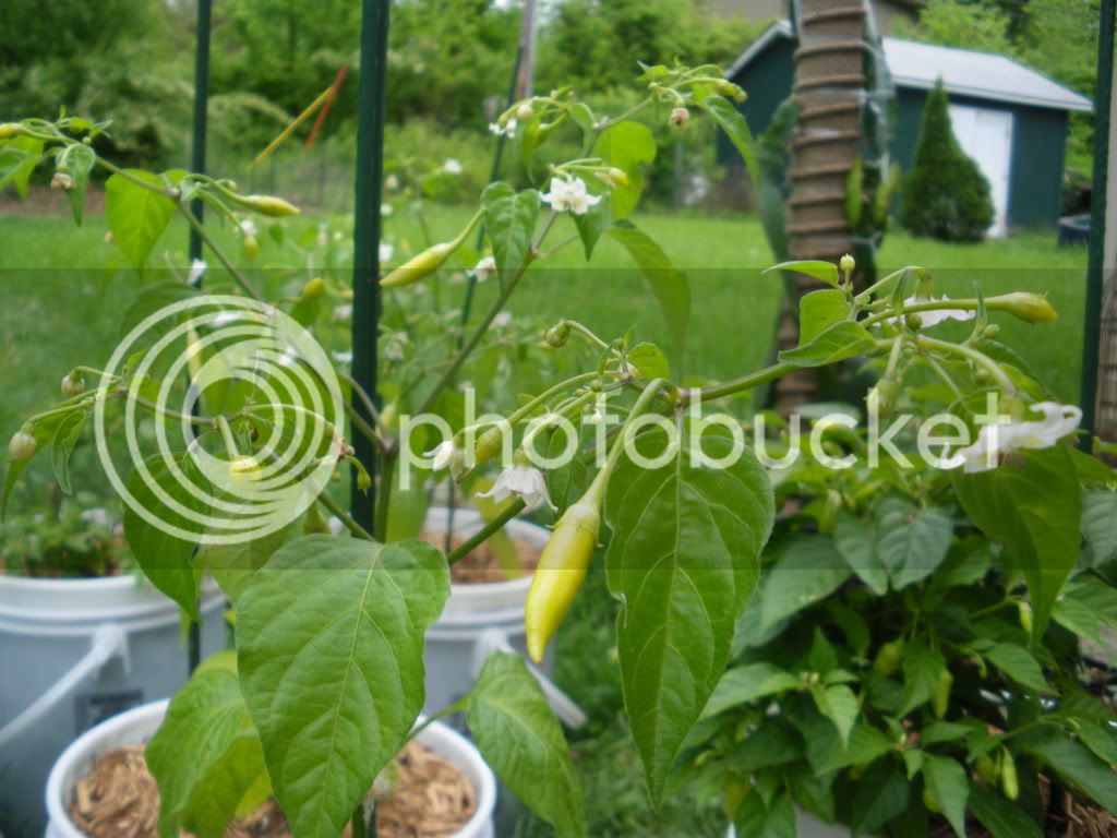 IMGP3329.jpg