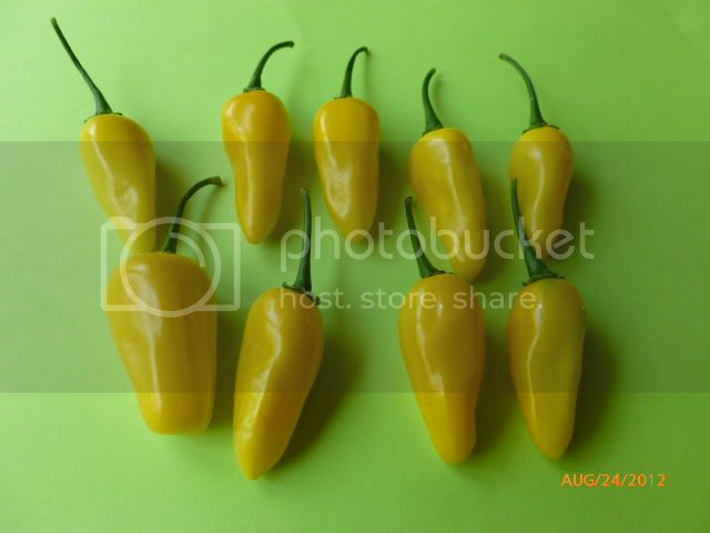 Amazonjungle-VladanSmiciklas-RainbowChiliSeedsP1010071.jpg