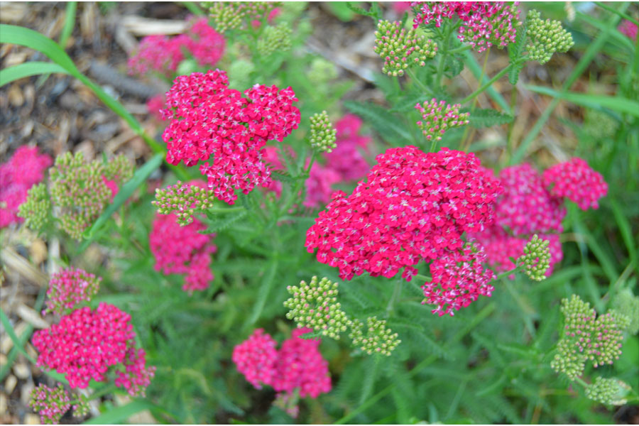 yarrow.jpg