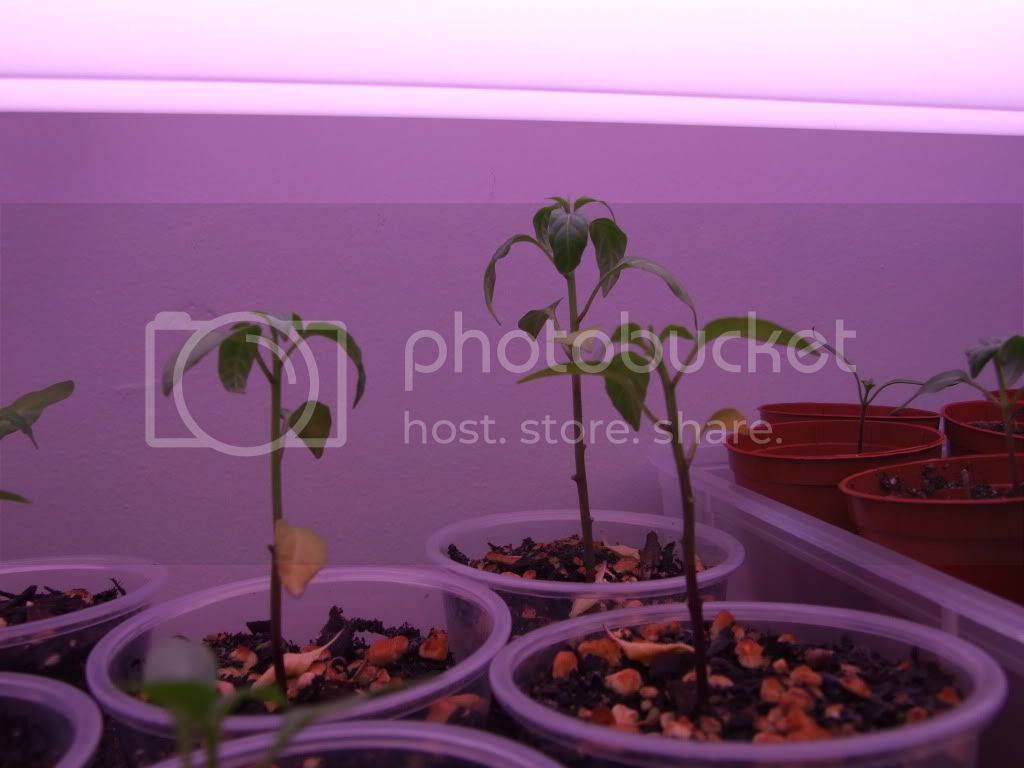 plants025.jpg