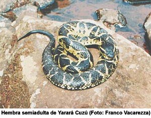 086_YararaCuzu02.jpg