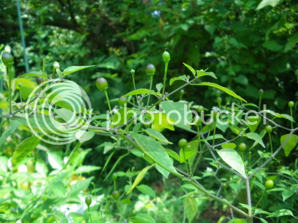 IMGP1390.jpg