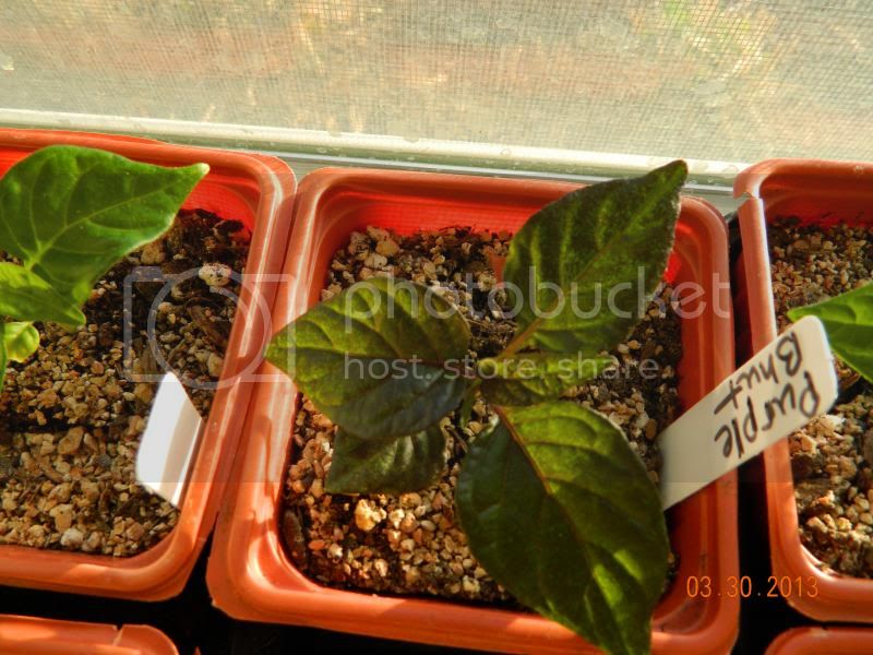 PurpleBhut3-30-13_zpse93c3eb5.jpg