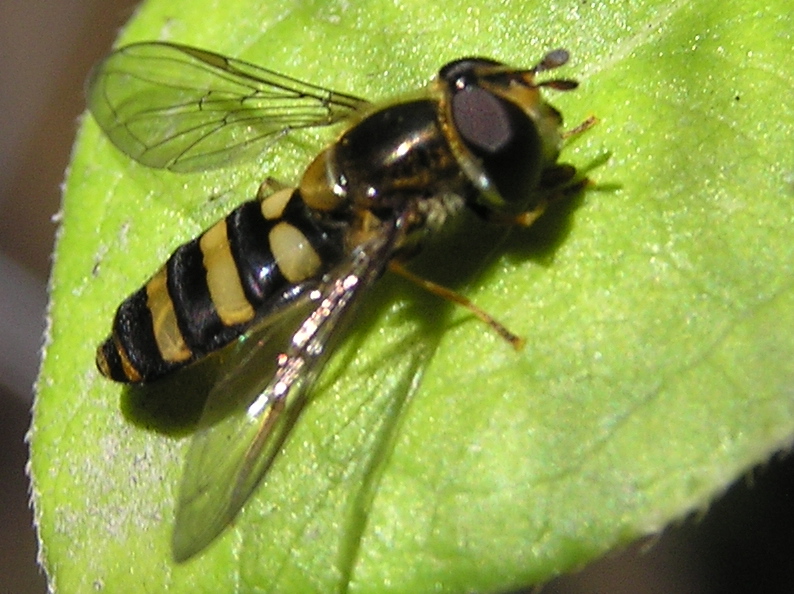 Hoverfly.jpg