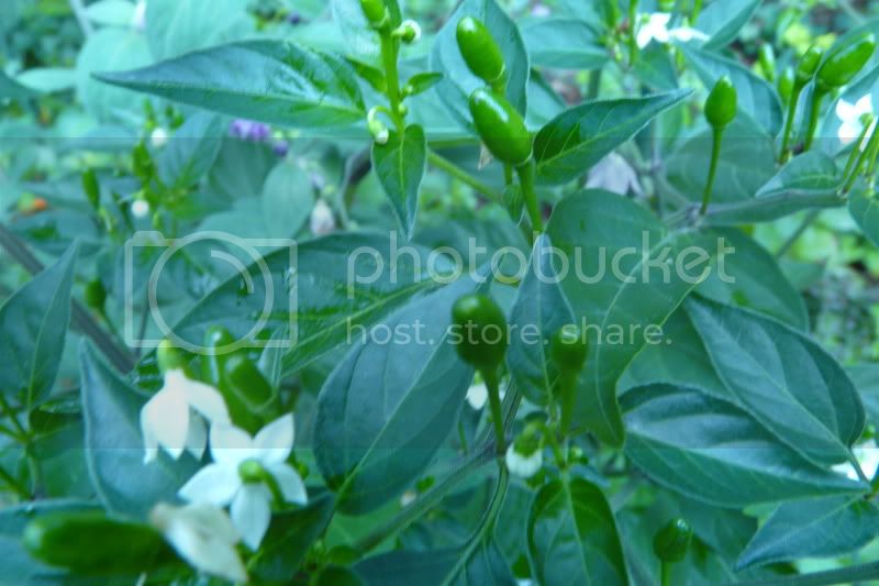 CalusaIndianmound-VladanSmiciklas-rainbowchiliseedsP1040821.jpg