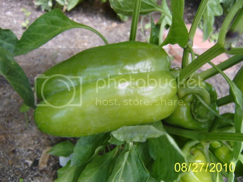 ChineseGiantpeppers8-27-10.jpg