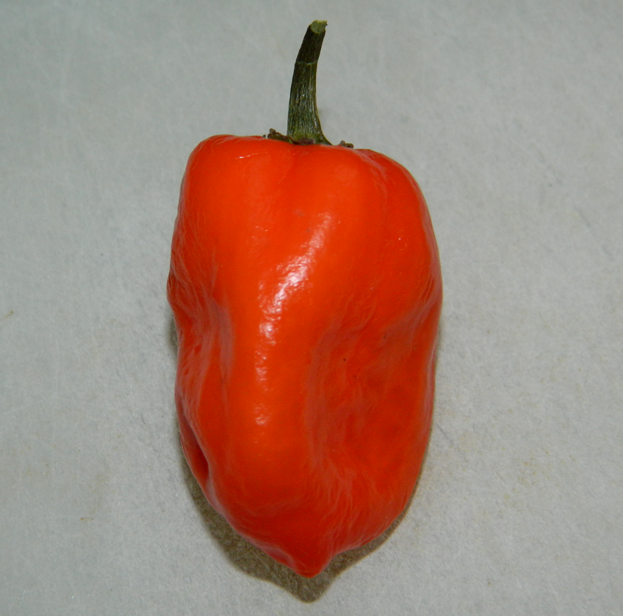 Capsicum_chinense_fruit_%282%29.png