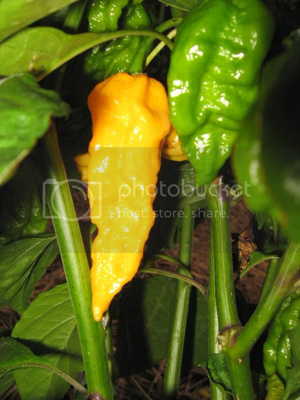 AG147-31-14YellowBhut_zps316d2589.jpg