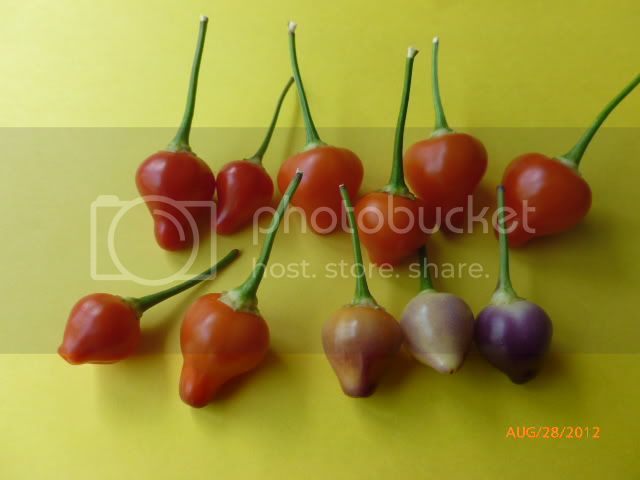 PimentaBarrodoRibeiro-VladanSmiciklas-RainbowChiliSeedsP1010133.jpg