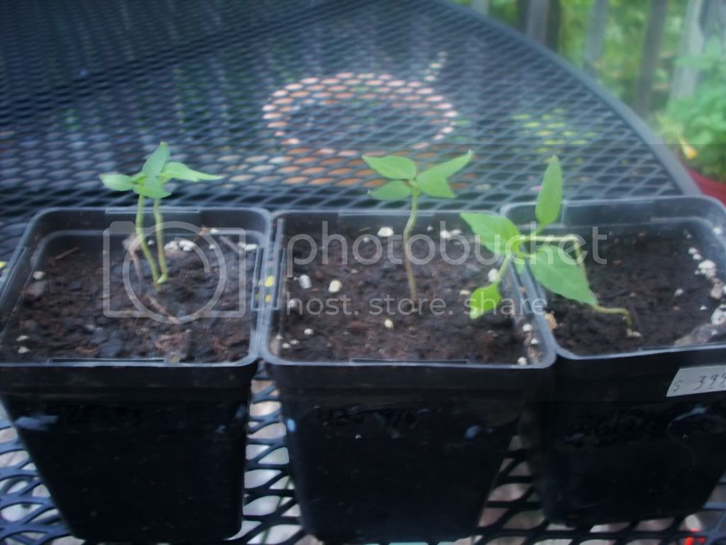 seedlings.jpg